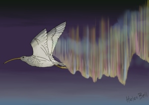 Curlew Aurora Curlew Aurora - digital painting of a curlew in a night sky with an aurora trailing behind its wings